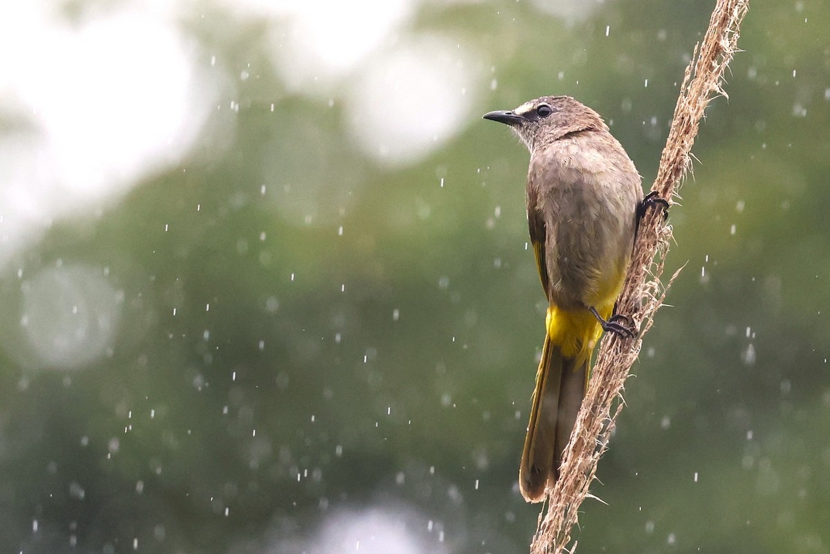 Flavescent Bulbul - ML637960993