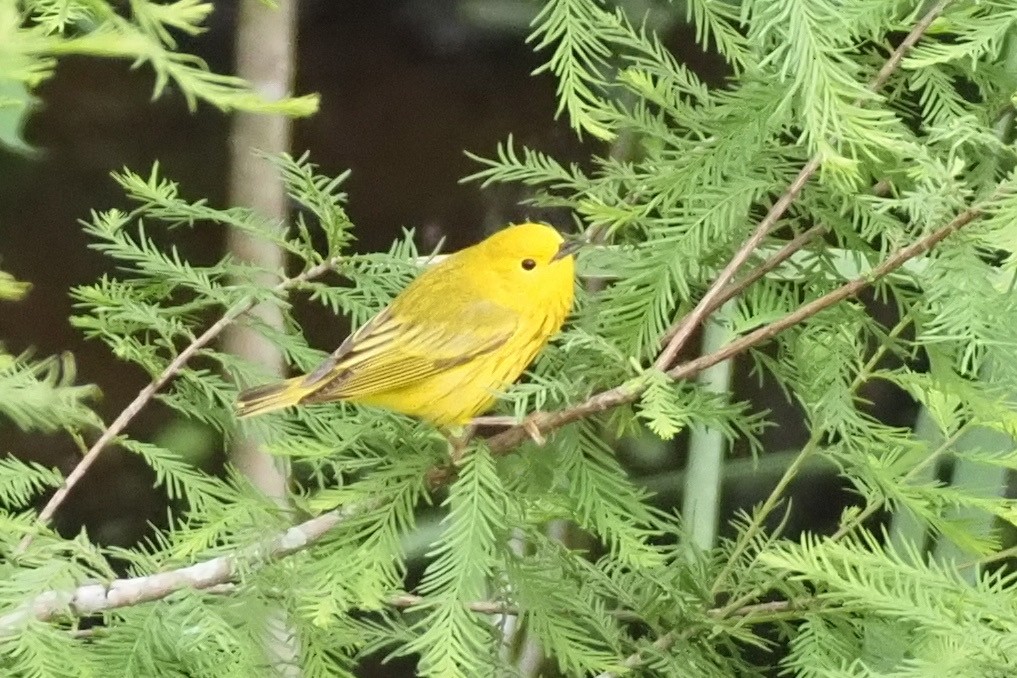 Paruline jaune - ML637961035