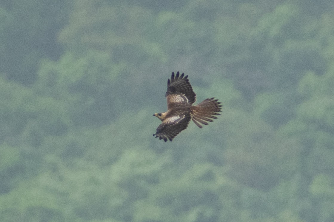 White-eyed Buzzard - ML637961085