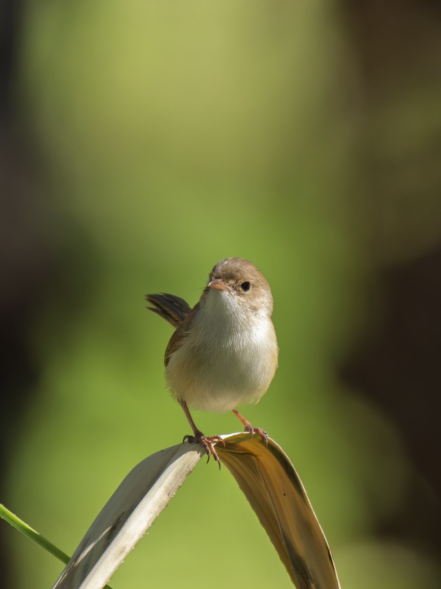 Red-backed Fairywren - ML637961090
