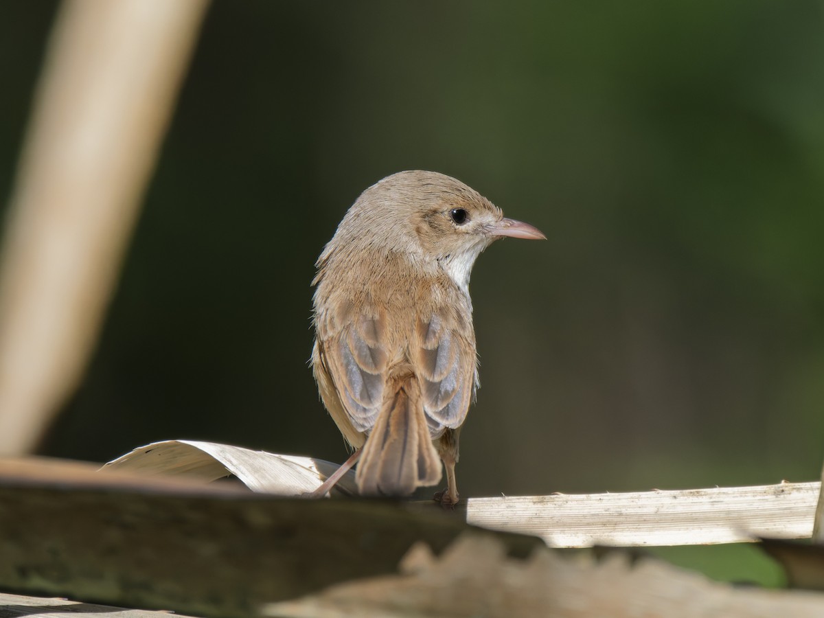 Red-backed Fairywren - ML637961091