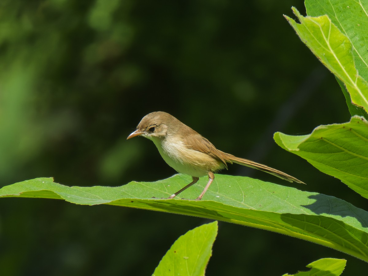Red-backed Fairywren - ML637961092