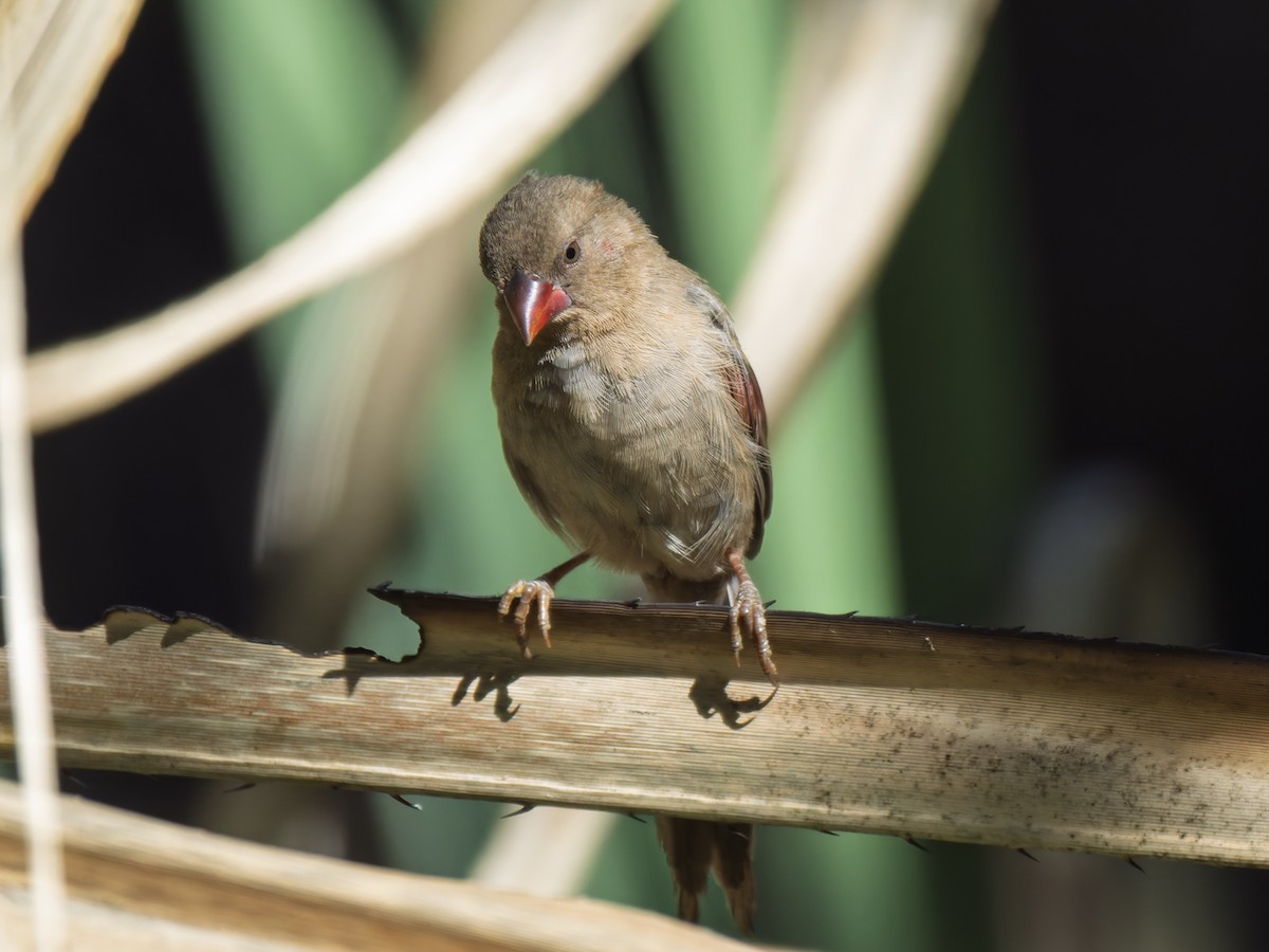 Crimson Finch - ML637961095