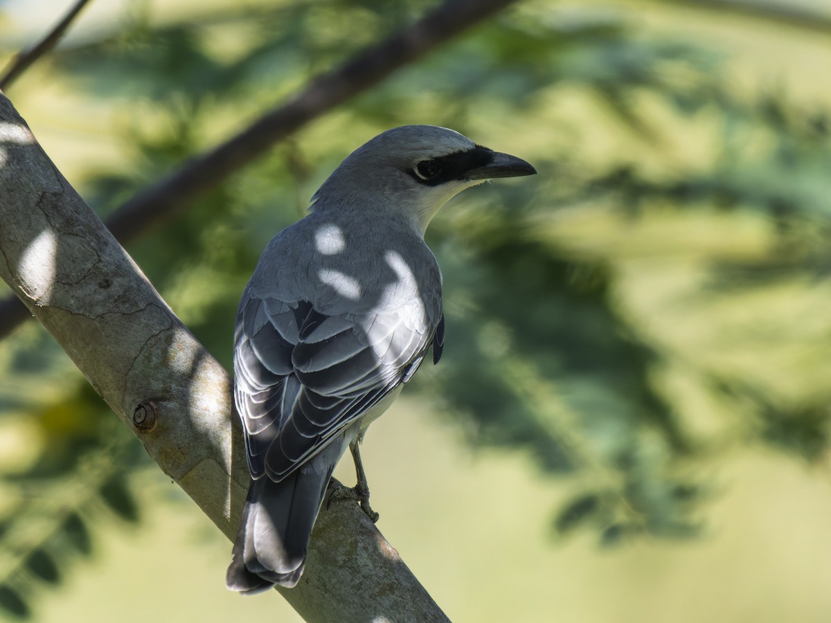 White-bellied Cuckooshrike - ML637961097
