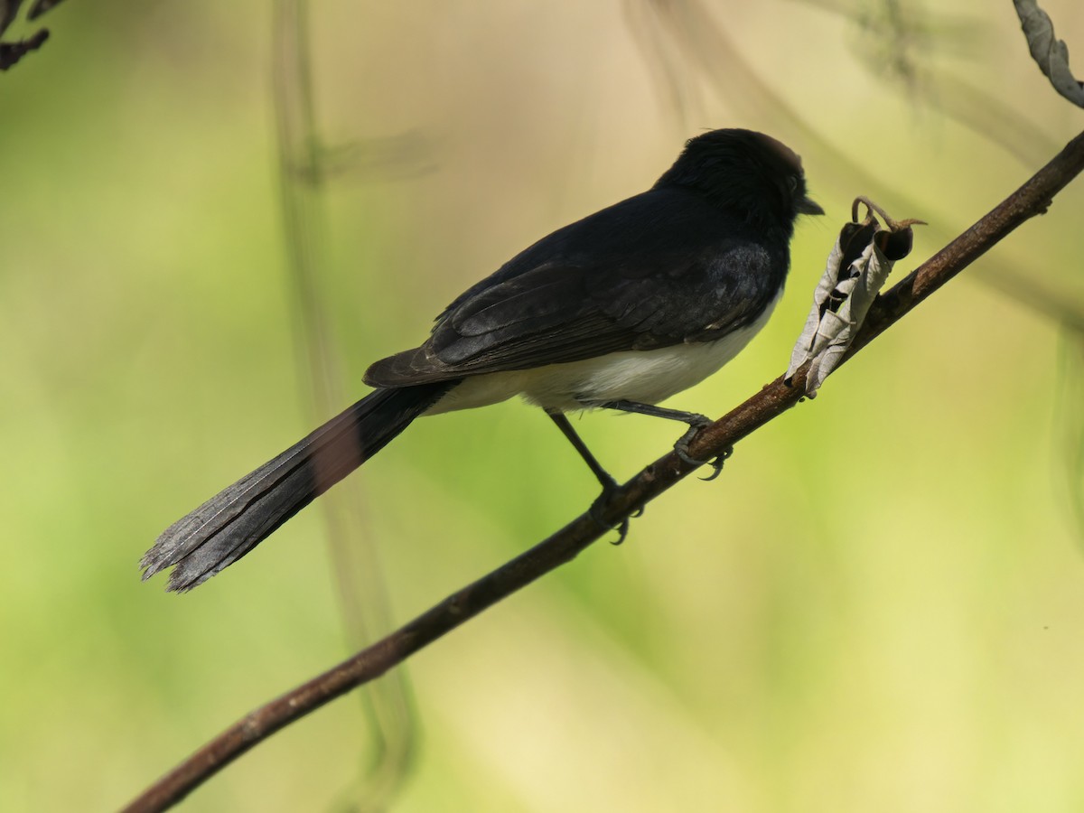 Willie-wagtail - ML637961099