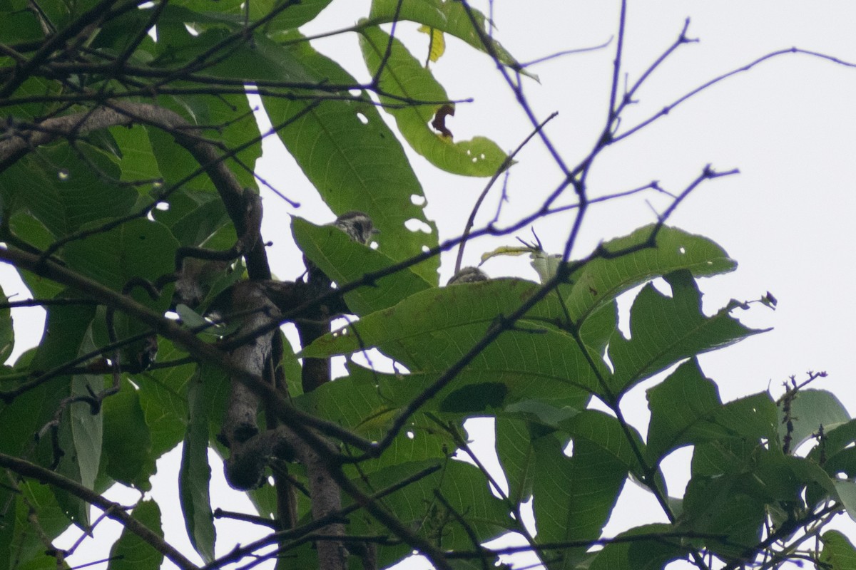 Brown-capped Pygmy Woodpecker - ML637961105