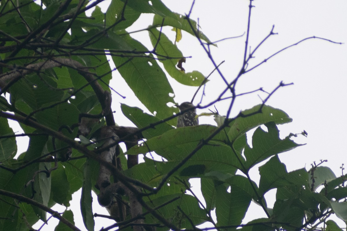 Brown-capped Pygmy Woodpecker - ML637961106