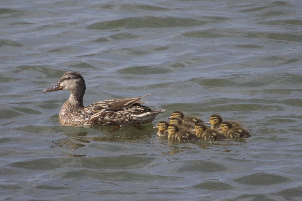 Mallard - ML637961149