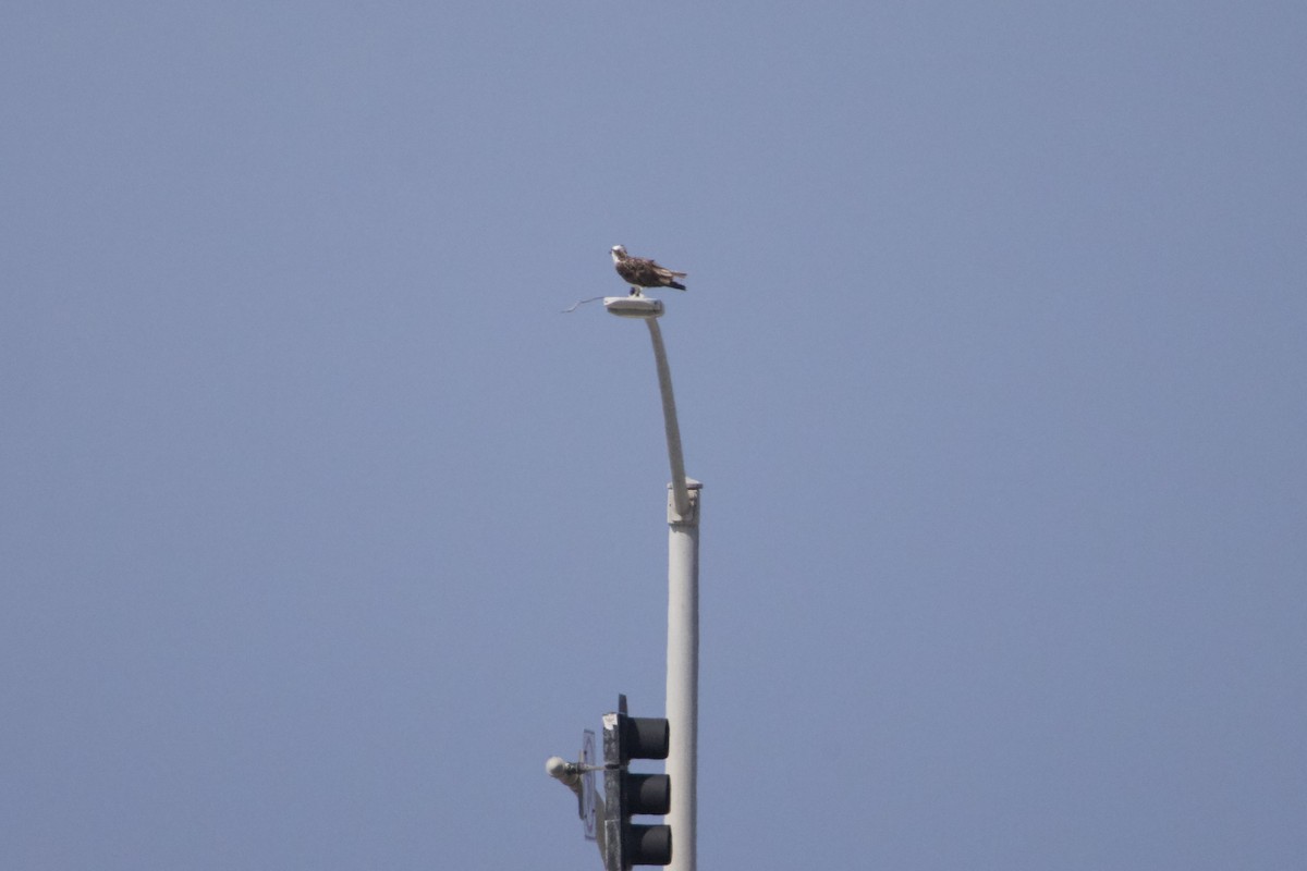 Osprey - ML637961156