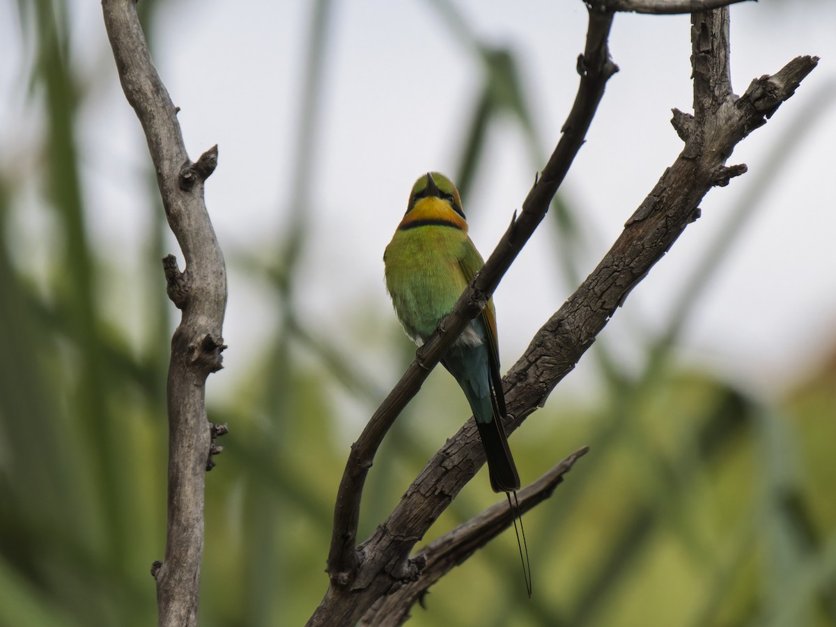 Rainbow Bee-eater - ML637961167