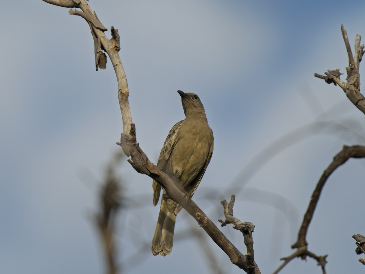 Great Bowerbird - ML637961168
