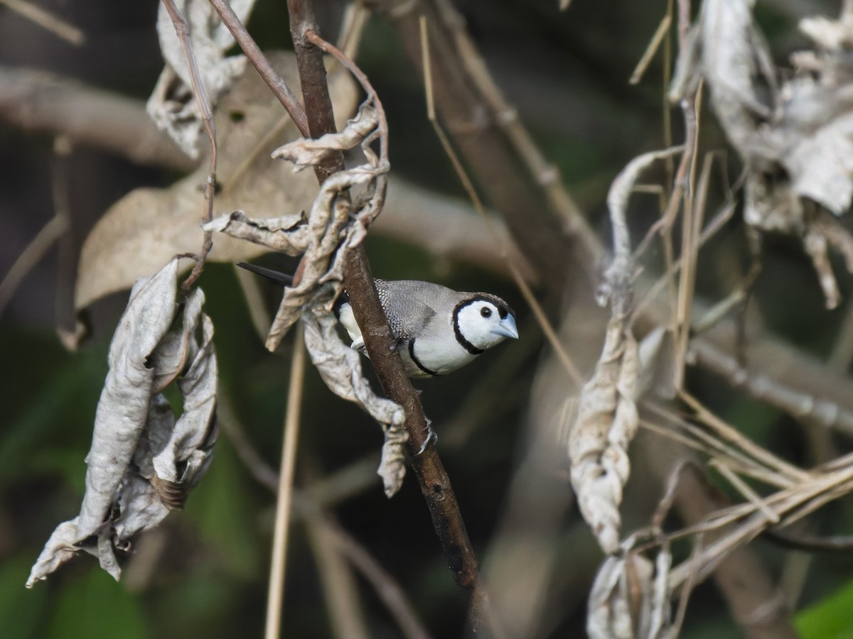 Double-barred Finch - ML637961170