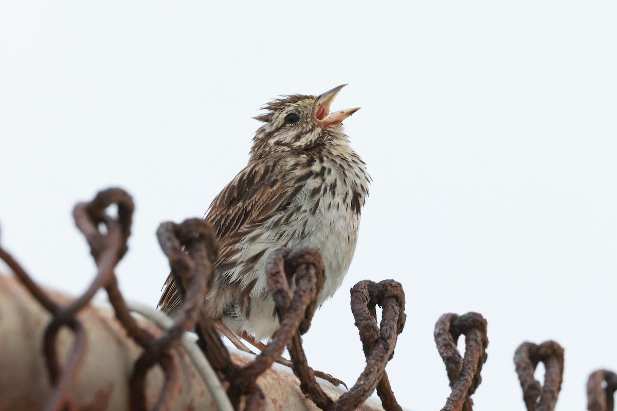 Savannah Sparrow - ML637961175