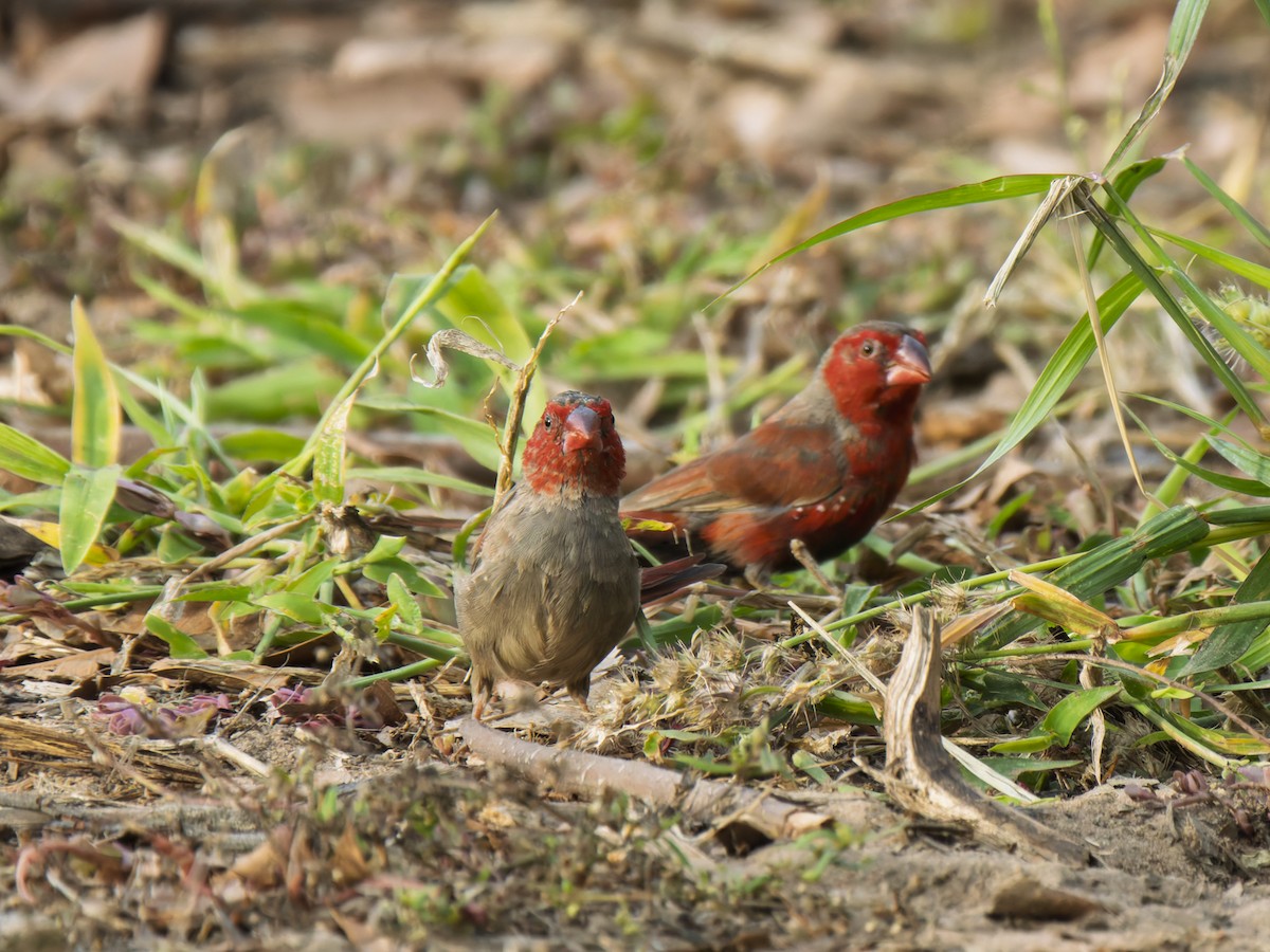Crimson Finch - ML637961176