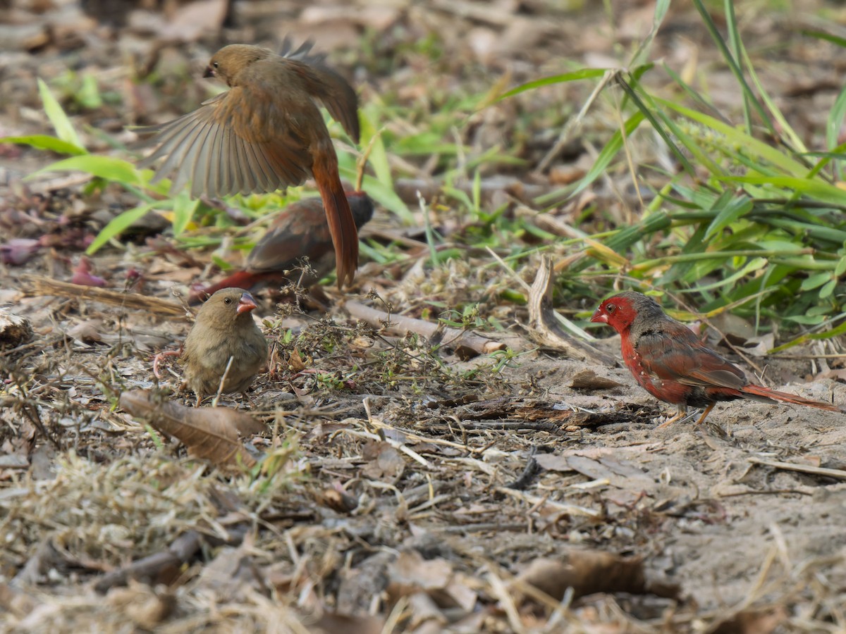 Crimson Finch - ML637961177