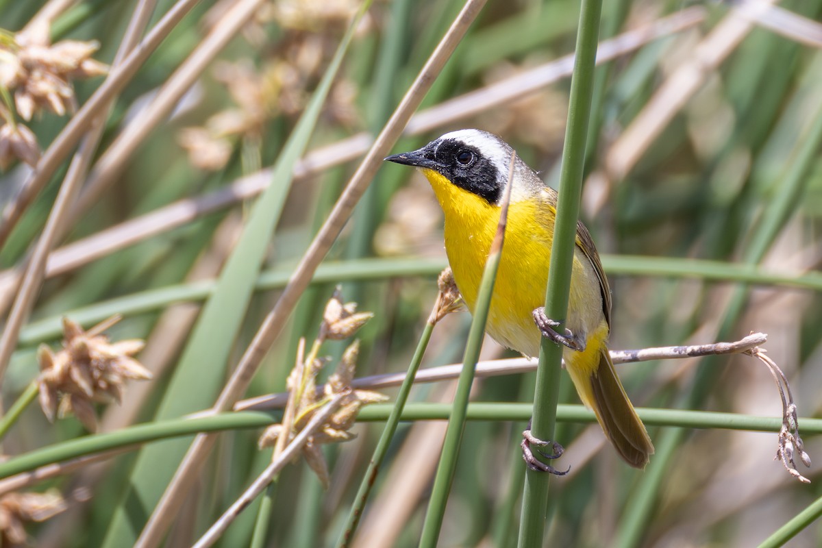 Common Yellowthroat - ML637961222