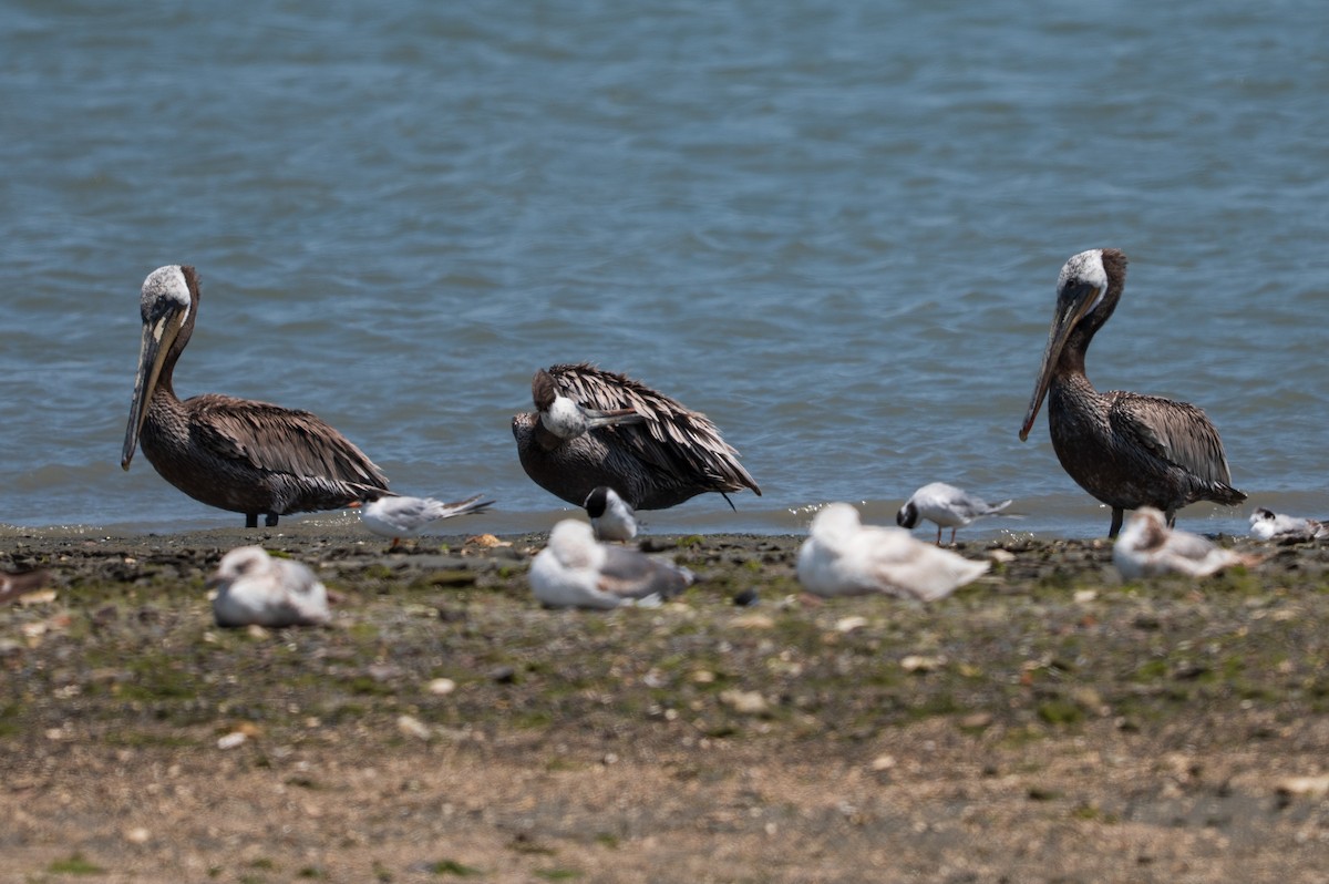 Brown Pelican - ML637961225