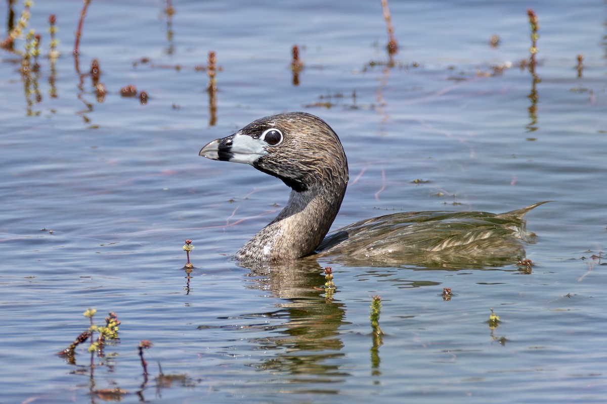 Pied-billed Grebe - ML637961242