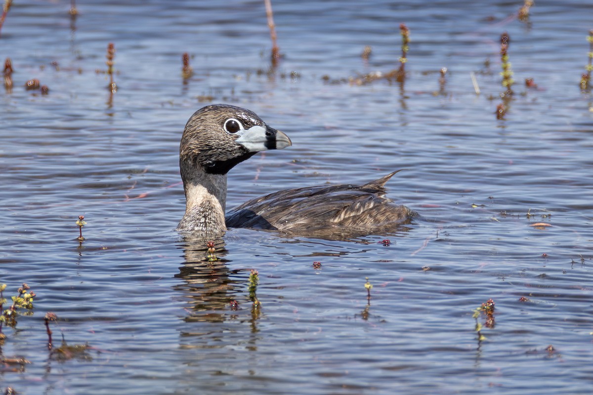 Pied-billed Grebe - ML637961243