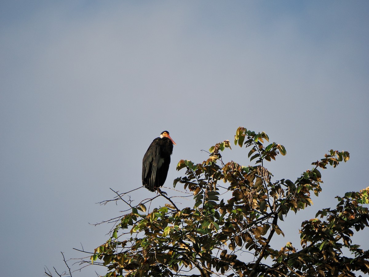 Storm's Stork - ML637961247