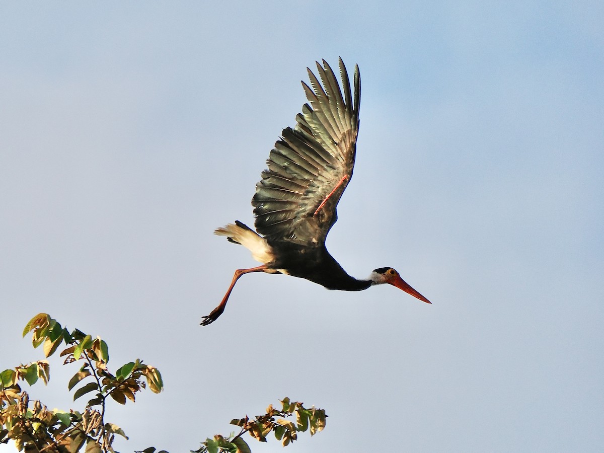 Storm's Stork - ML637961248