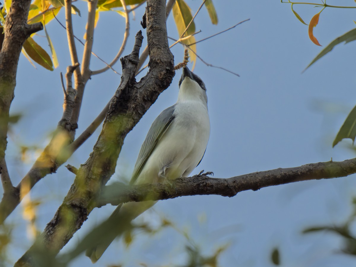 White-bellied Cuckooshrike - ML637961284