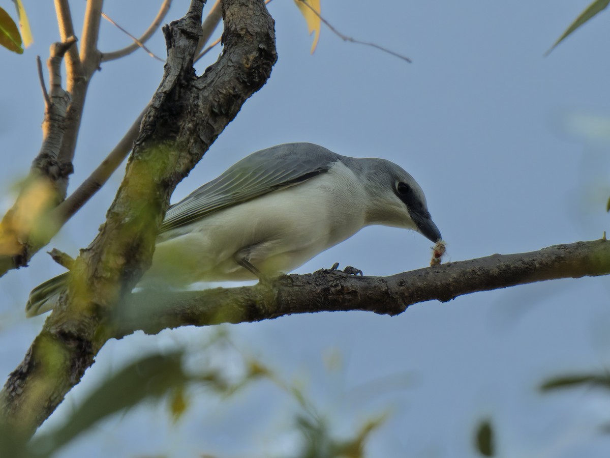 White-bellied Cuckooshrike - ML637961285