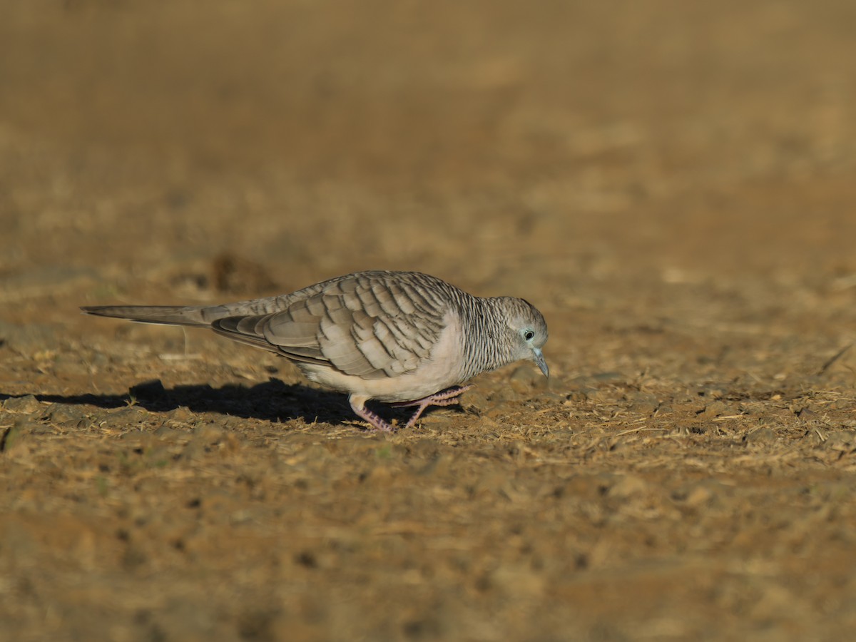 Peaceful Dove - ML637961292