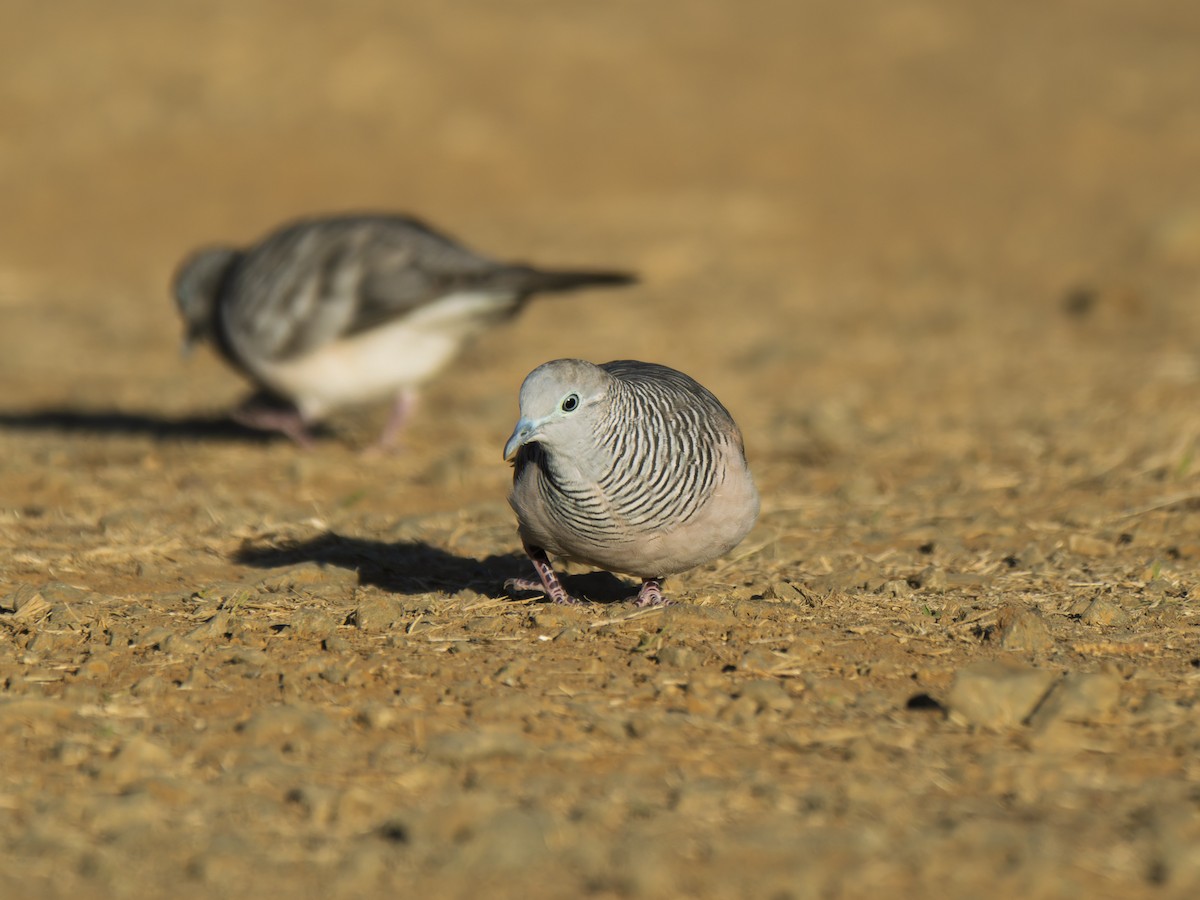 Peaceful Dove - ML637961293