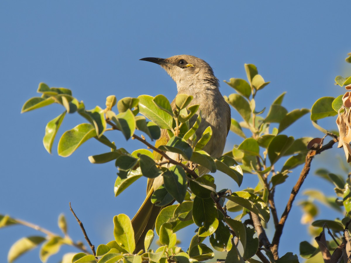 Brown Honeyeater - ML637961295