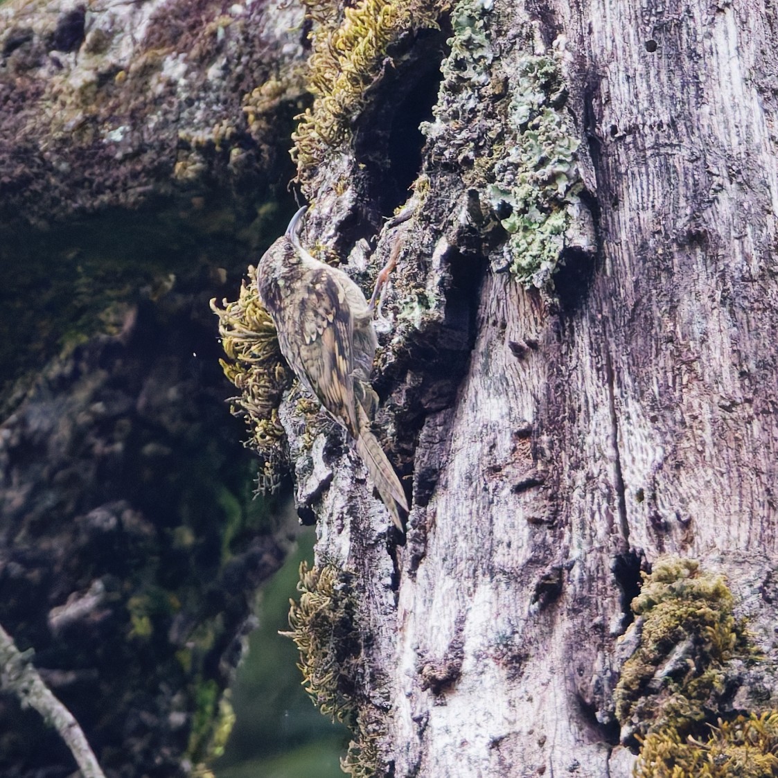 Bar-tailed Treecreeper - ML637961335