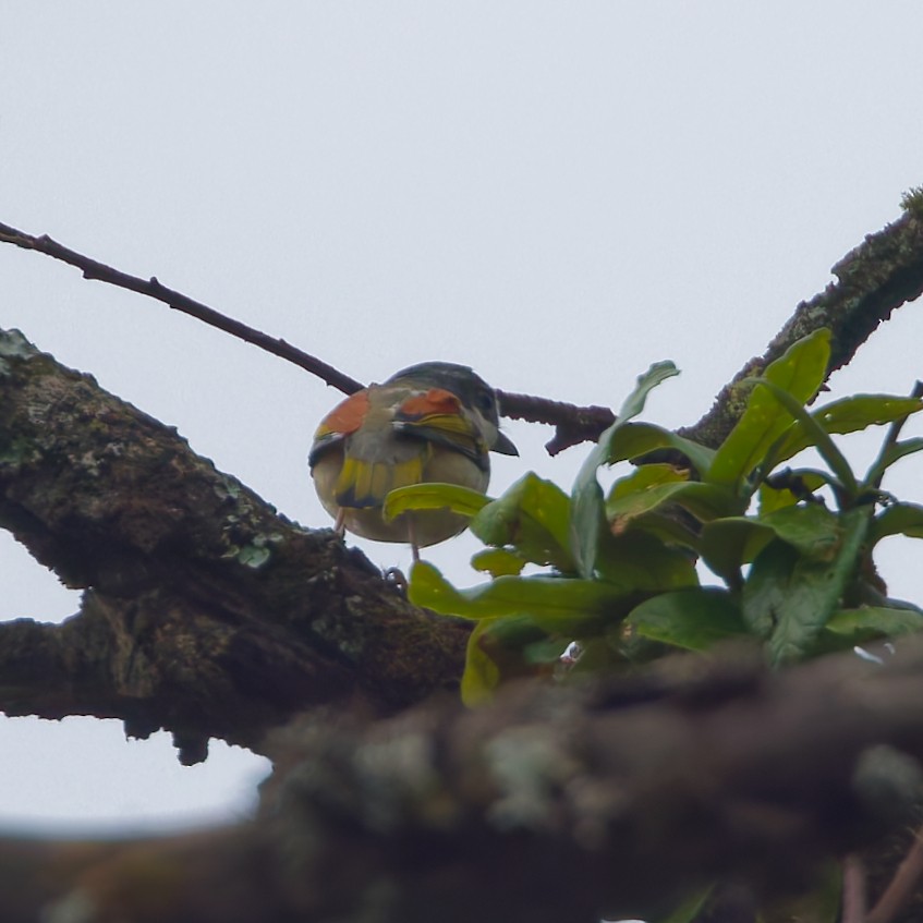 White-browed Shrike-Babbler - ML637961438