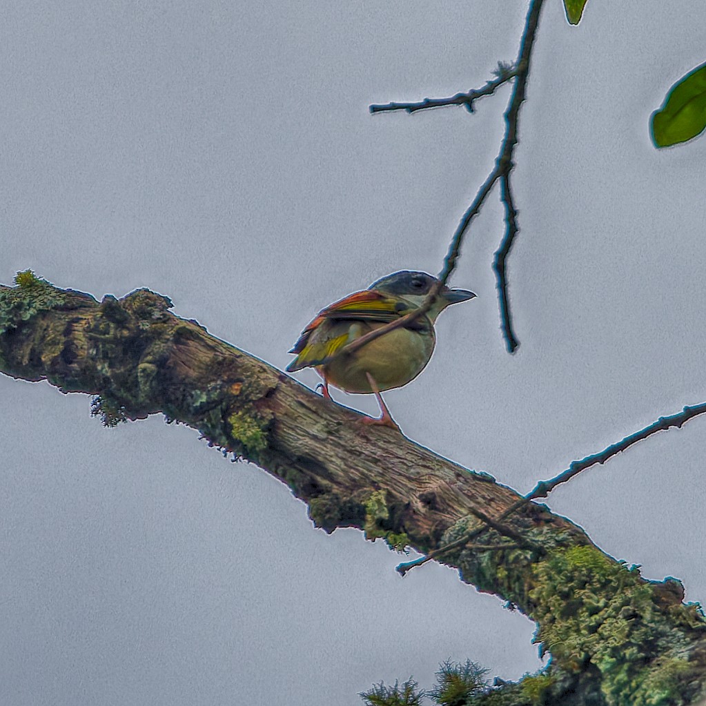 White-browed Shrike-Babbler - ML637961440