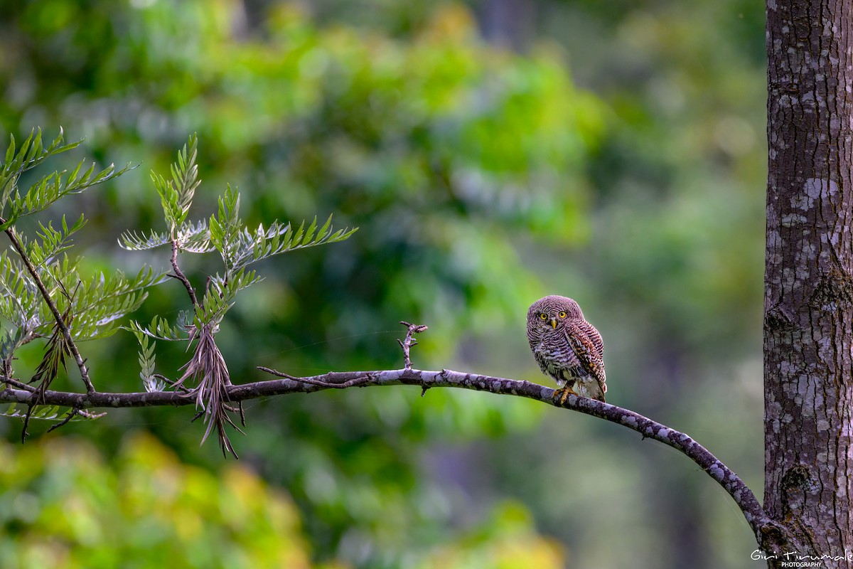 Jungle Owlet - ML637961457