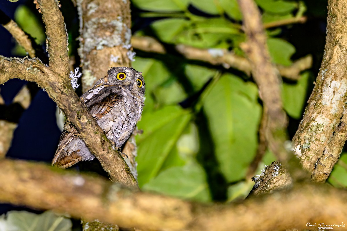 Oriental Scops-Owl - ML637961463