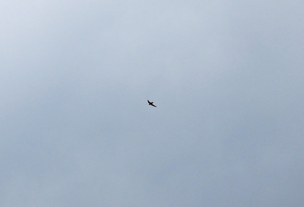 Vaux's Swift - ML637961467