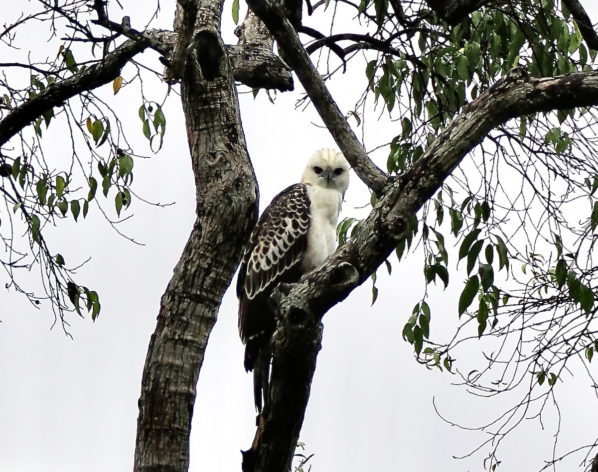 Changeable Hawk-Eagle - ML637961551