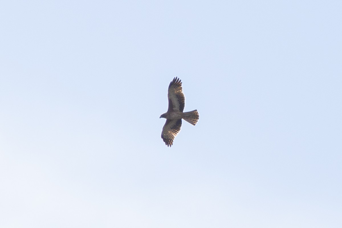 Little Eagle - ML637961554
