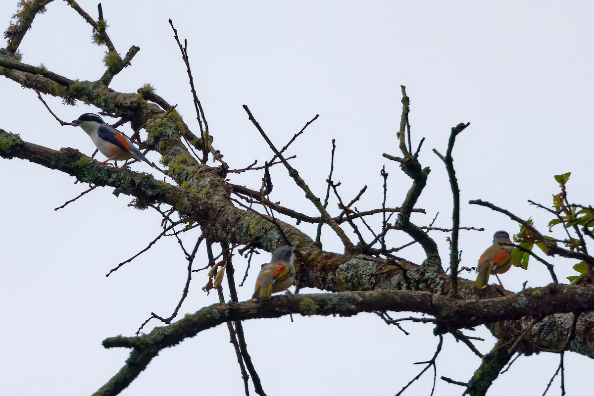 White-browed Shrike-Babbler - ML637961558