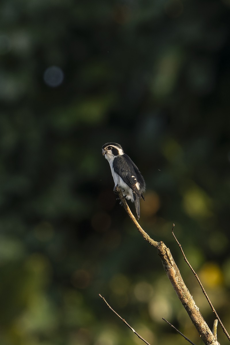 Pied Falconet - ML637961595