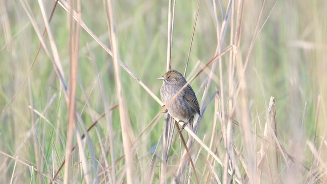 Seaside Sparrow (Atlantic) - ML637961606