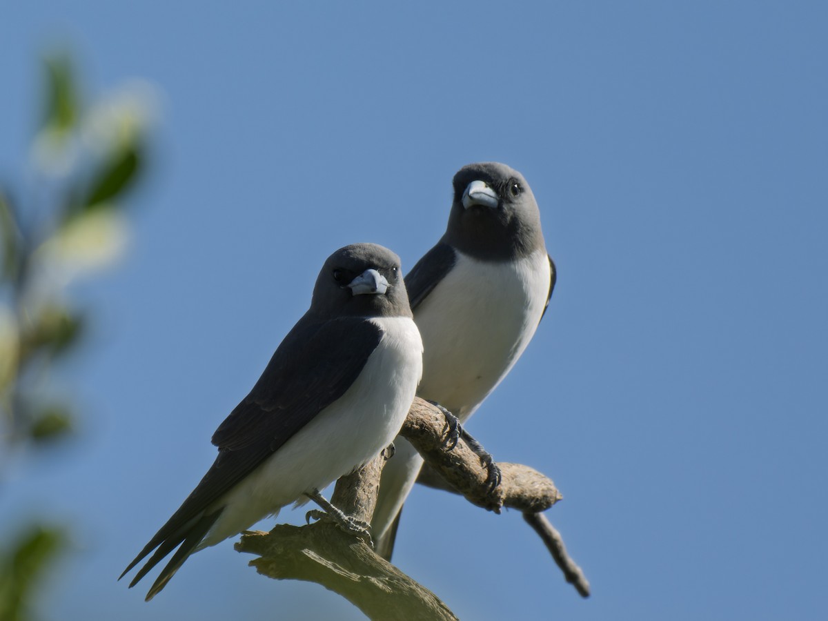White-breasted Woodswallow - ML637961640
