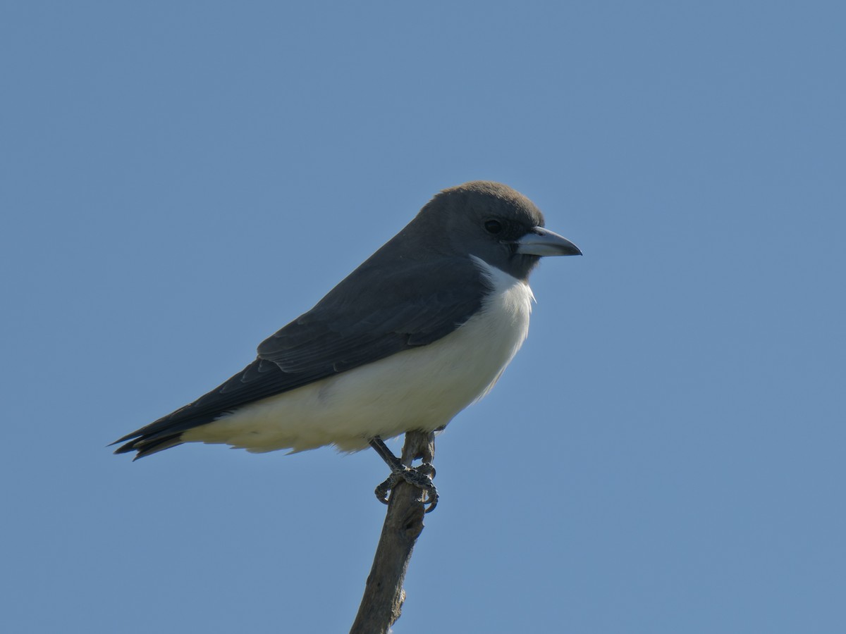 White-breasted Woodswallow - ML637961641