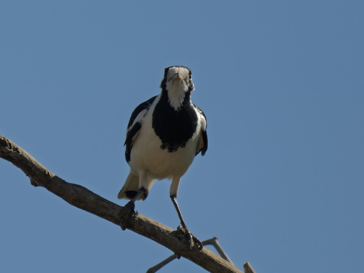 Magpie-lark - ML637961648