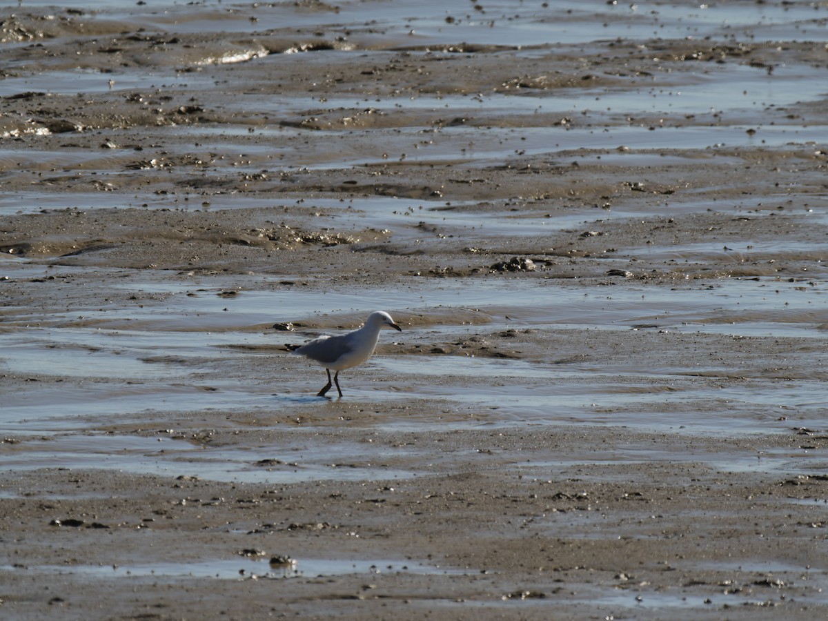 Silver Gull - ML637961653