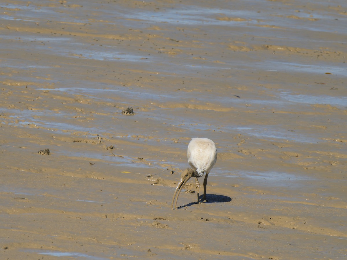 Australian Ibis - ML637961656