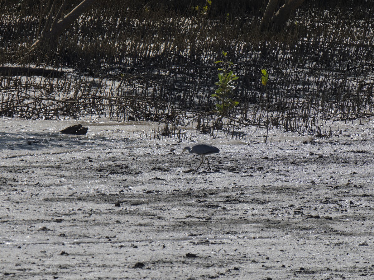White-faced Heron - ML637961660