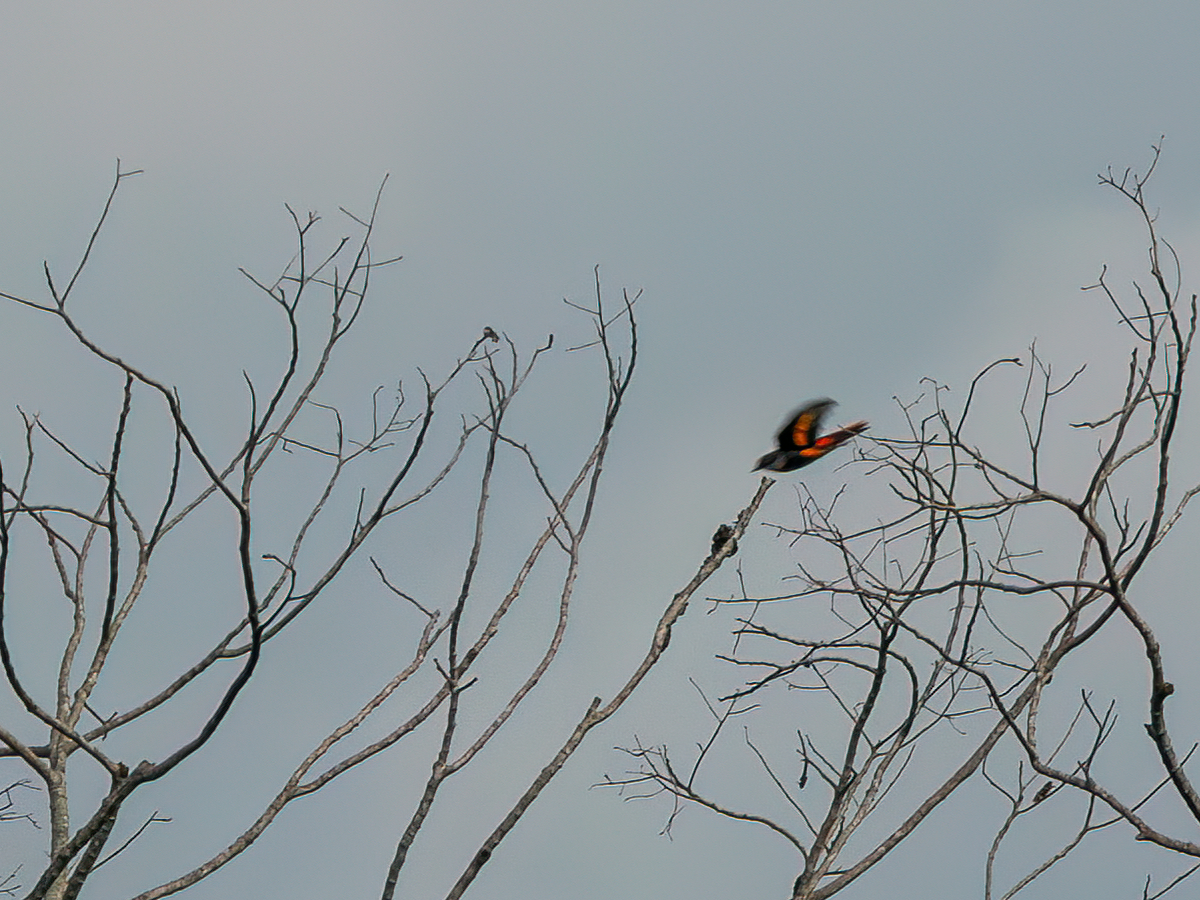 Graukehl-Mennigvogel - ML637961666