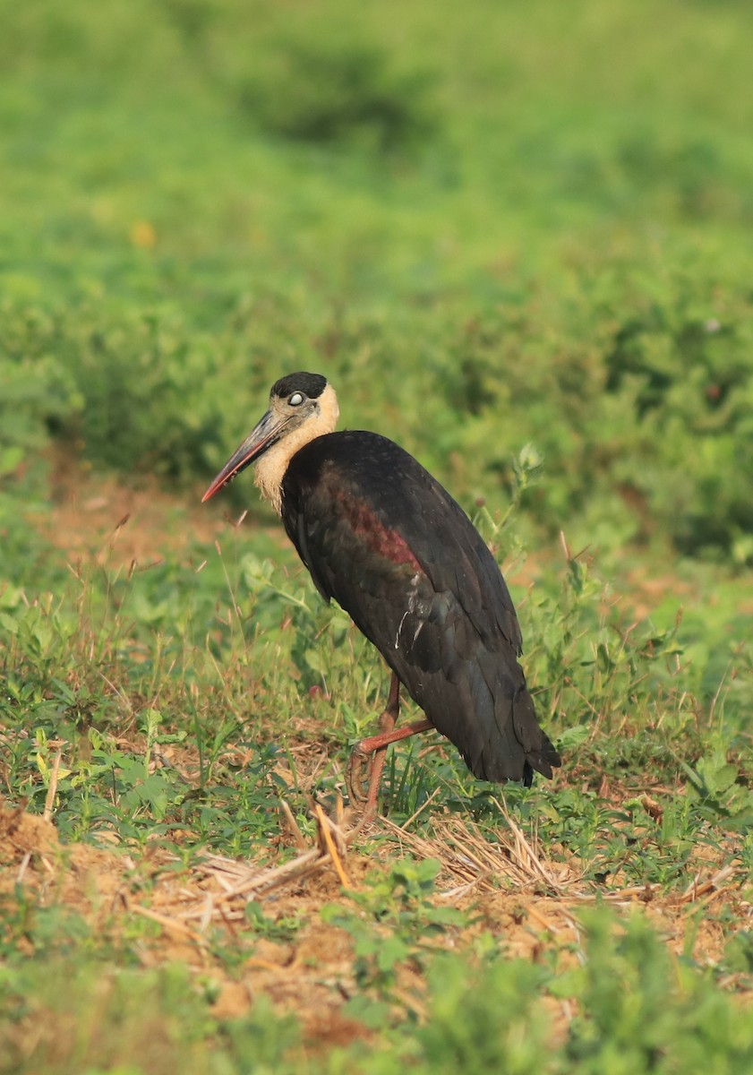 Asian Woolly-necked Stork - ML637961672