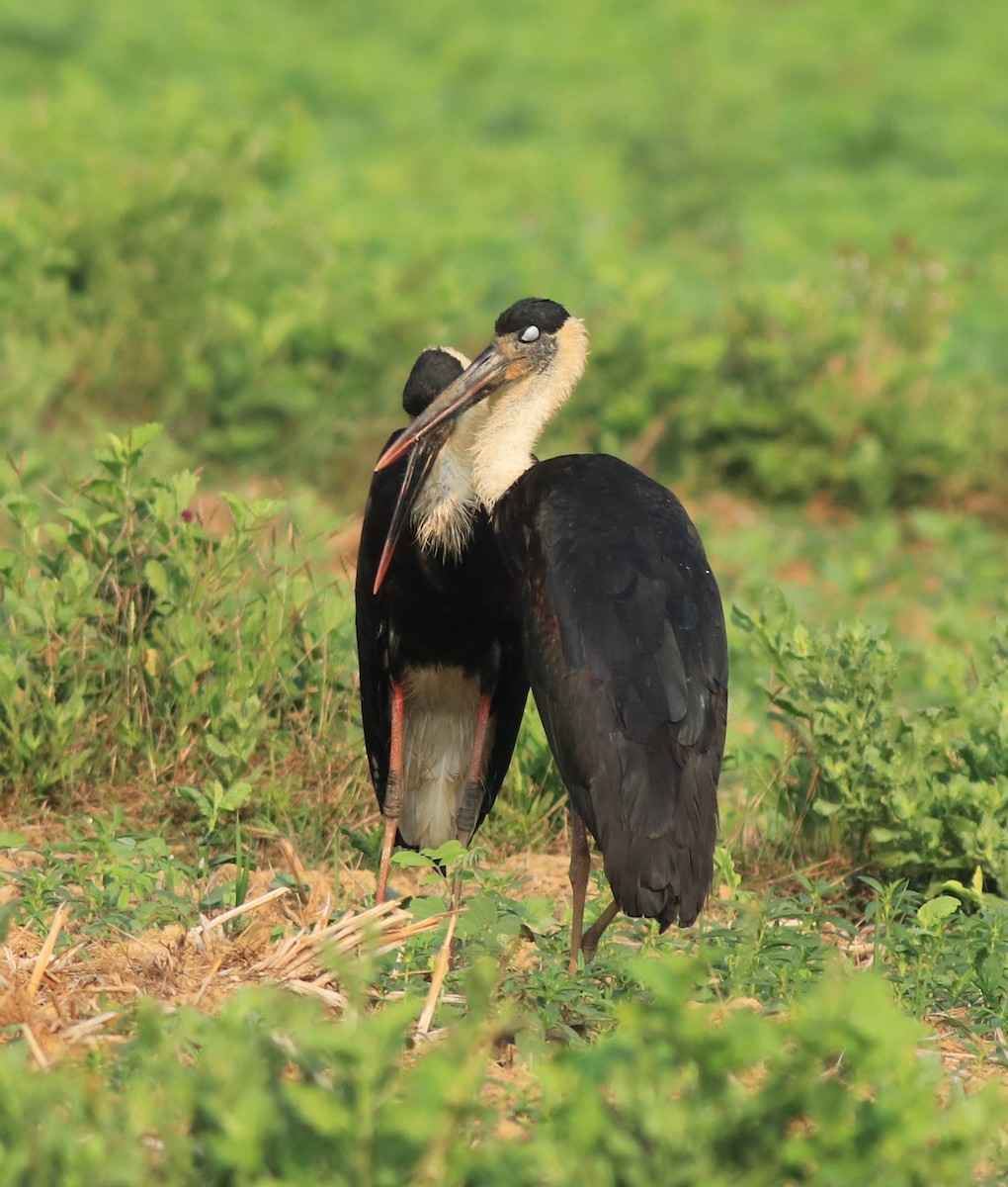 Asian Woolly-necked Stork - ML637961674